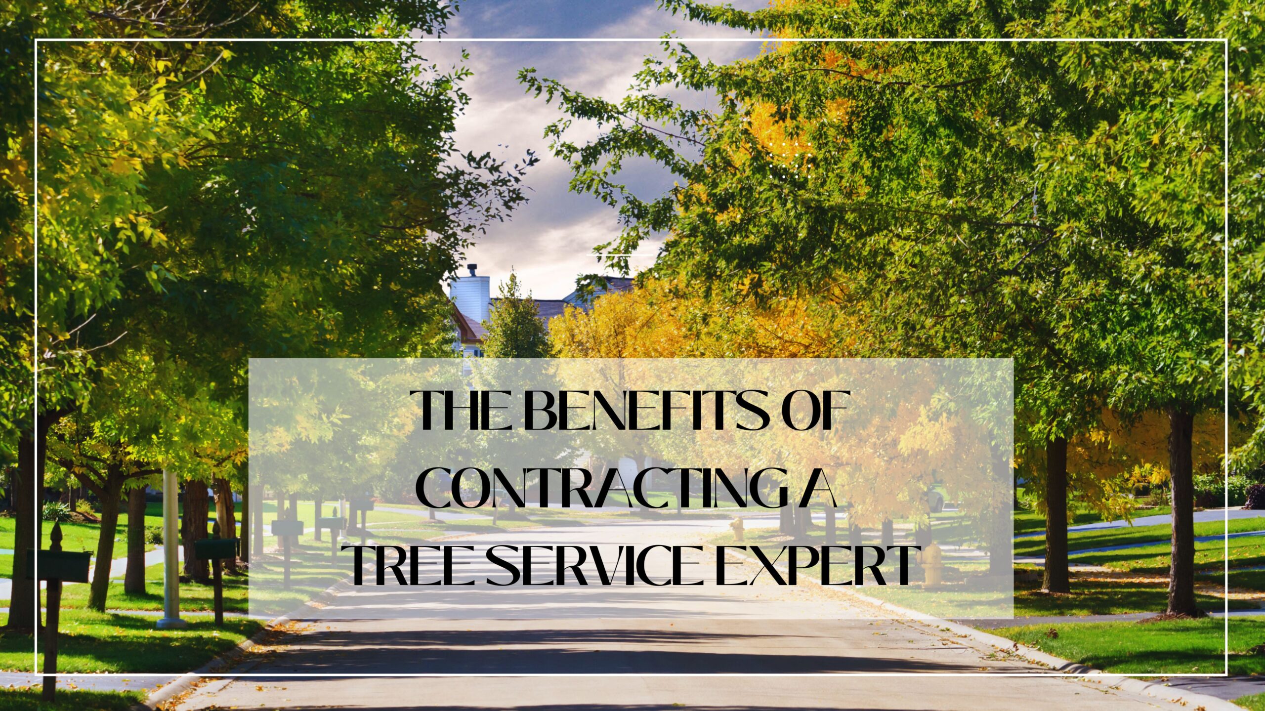 Benefits of Contracting a Tree Service Expert Commercial HOA