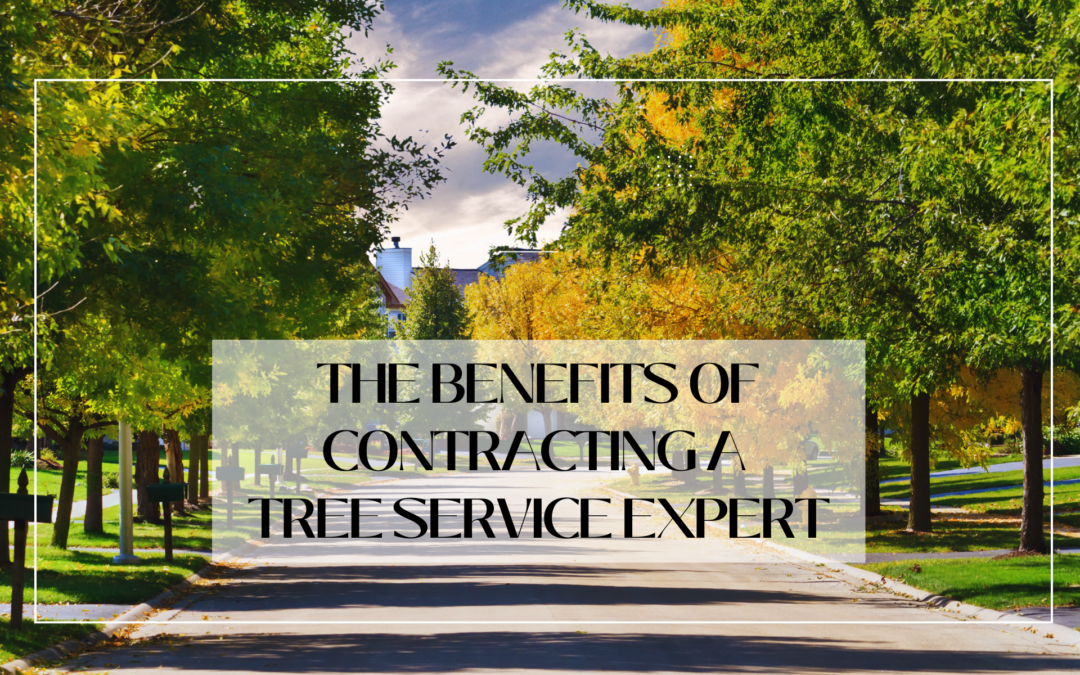 Level Up Your Landscaping - The benefits of contracting a tree service expert