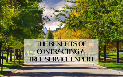 Level Up Your Landscape: The Benefits of Contracting a Tree Service Expert
