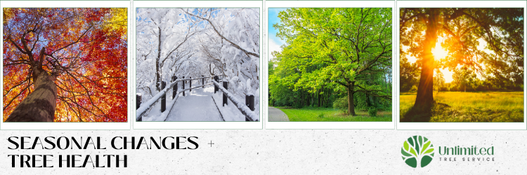 Seasonal Changes Affect Tree Health Unlimited Tree Service