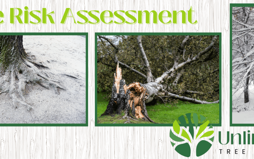 Why Tree Risk Assessments Matter for Iowa Homeowners