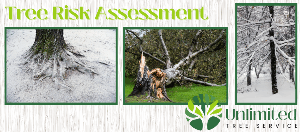 Tree Risk Assessment - Why ISA Certified Arborist