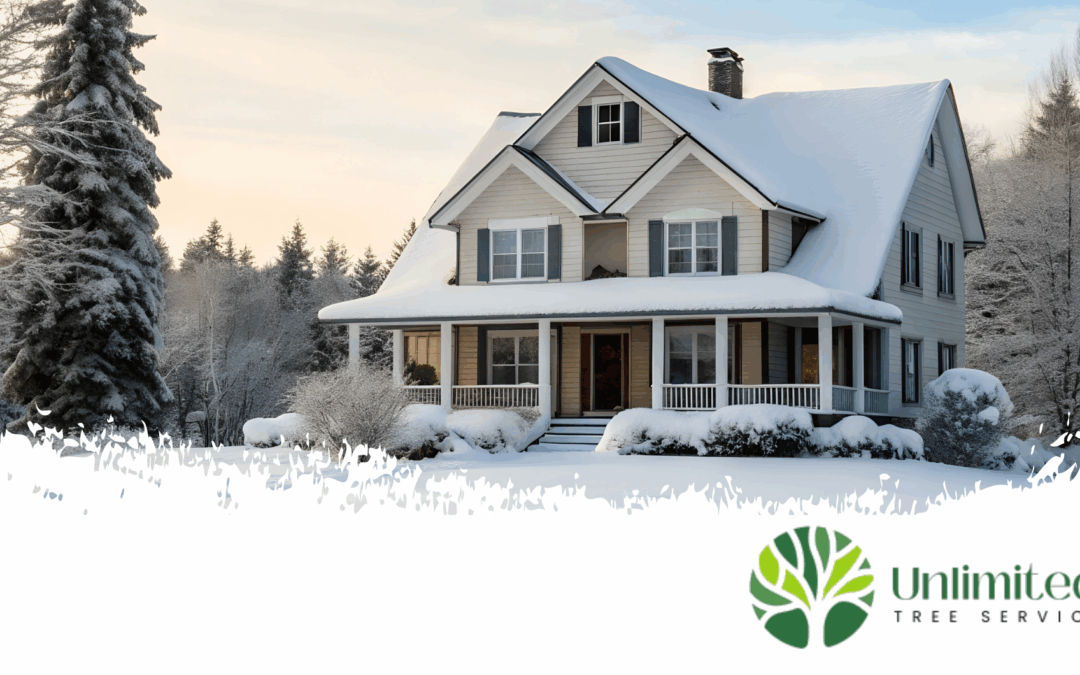 Trees and Home Value: What Every Homeowner Should Know