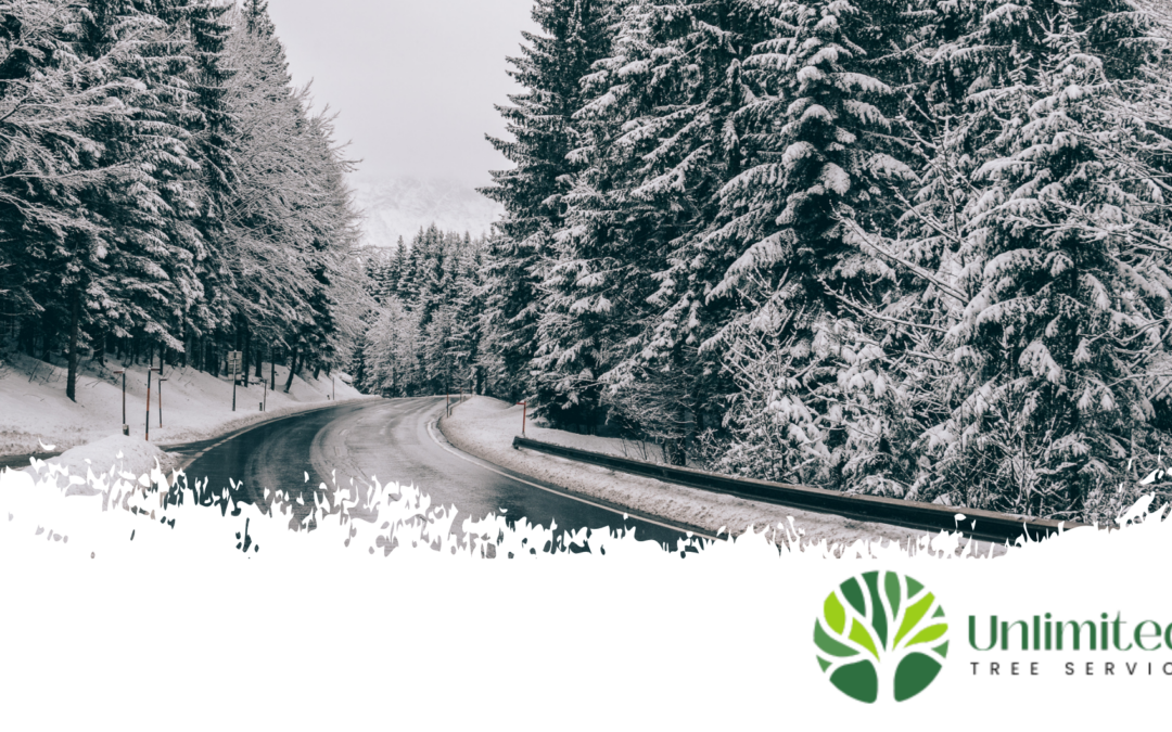 Winter Road Salt and Its Impact on Central Iowa Trees