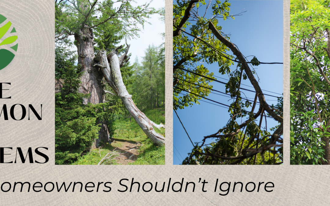 Top 3 Common Tree Problems Iowa Homeowners Shouldn’t Ignore