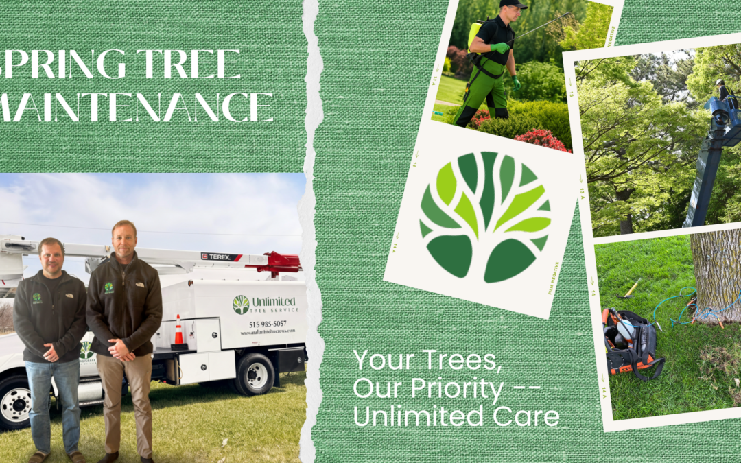 Spring Tree Maintenance in Iowa: Why It Matters