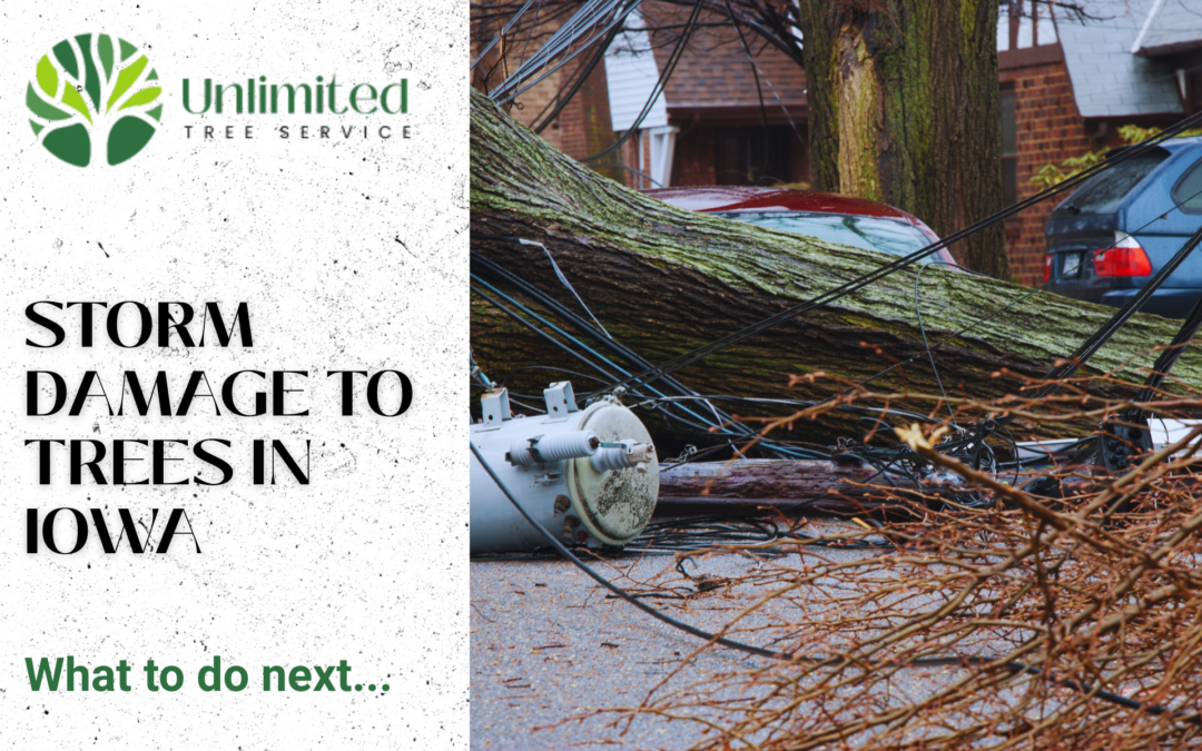 Iowa Storm Damage - What to Do - Unlimited Tree Service
