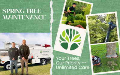 Spring Tree Maintenance in Iowa: Why It Matters