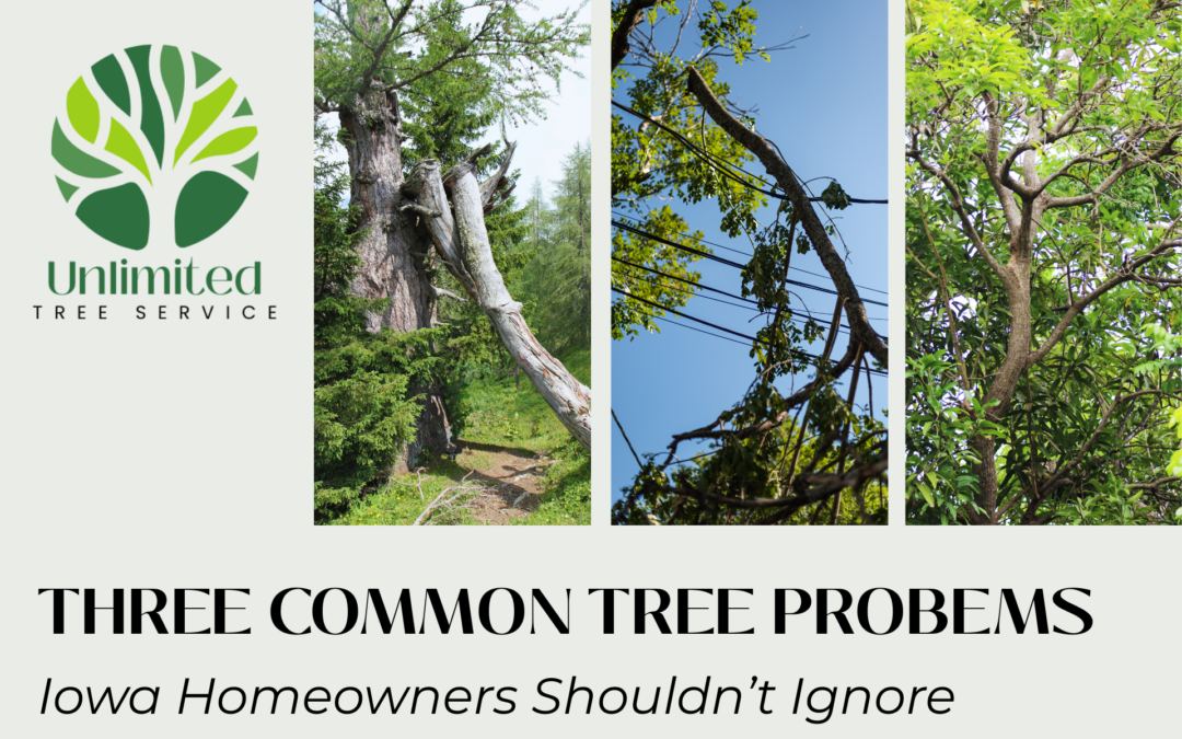 Three Common Tree Problems That Homeowners Should Not Ignore - Unlimited Tree Service