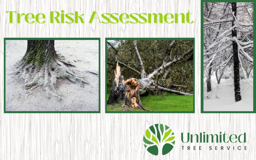 Tree Risk Assessment - Unlimited Tree Service