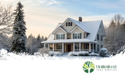 Trees and Home Value: What Every Homeowner Should Know