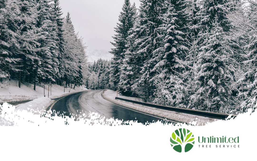 Winter Road Salt and Impact on Trees - Unlimited Tree Service
