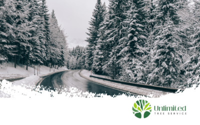 Winter Road Salt and Its Impact on Central Iowa Trees