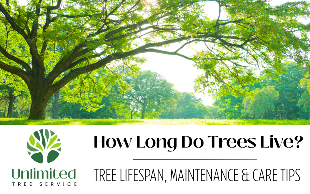 Mature tree in a residential yard showing the importance of tree lifespan and proper tree care